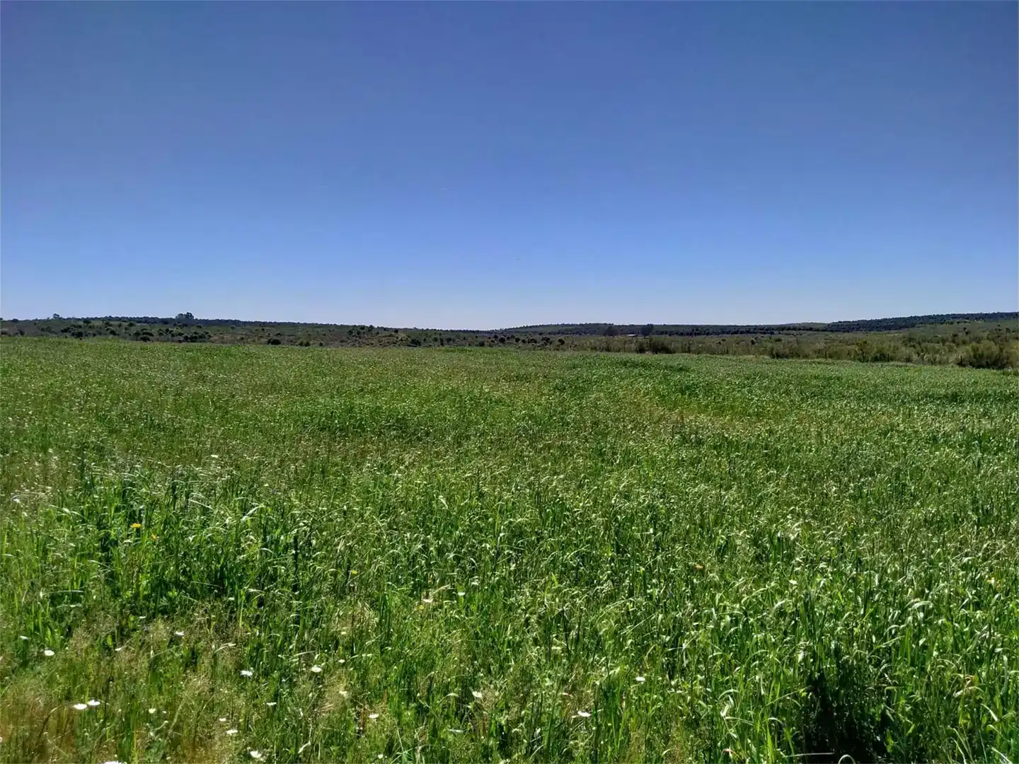 Grundstücke zum Verkauf in Calzadilla