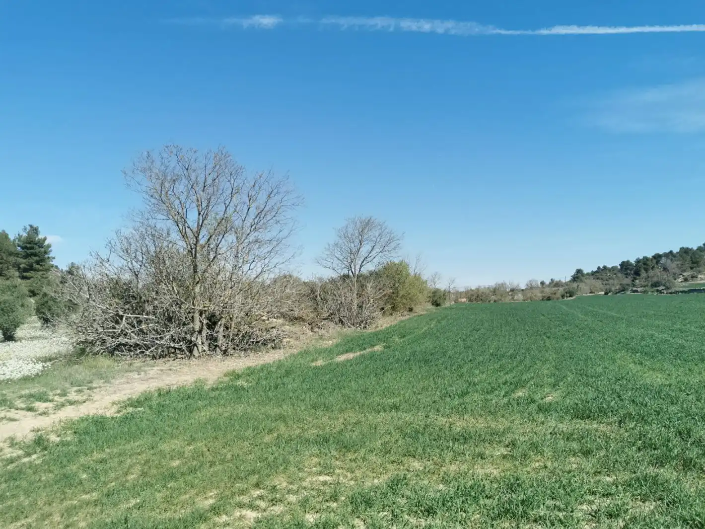 Rural land for sale in Carretera Albí 39, imagen 4