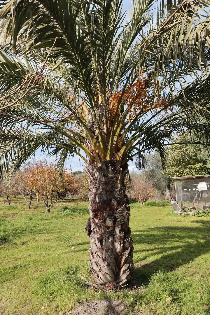 Country house with pool for sale in Trujillo, imagen 21