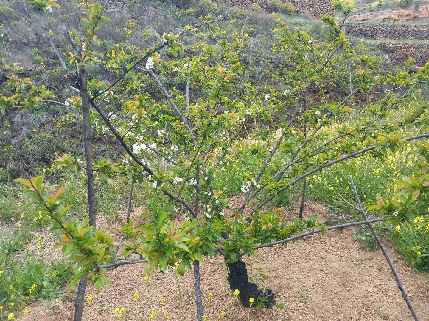 Jardín de Casa o chalet en venta en Vilaflor de Chasna con Jardín privado