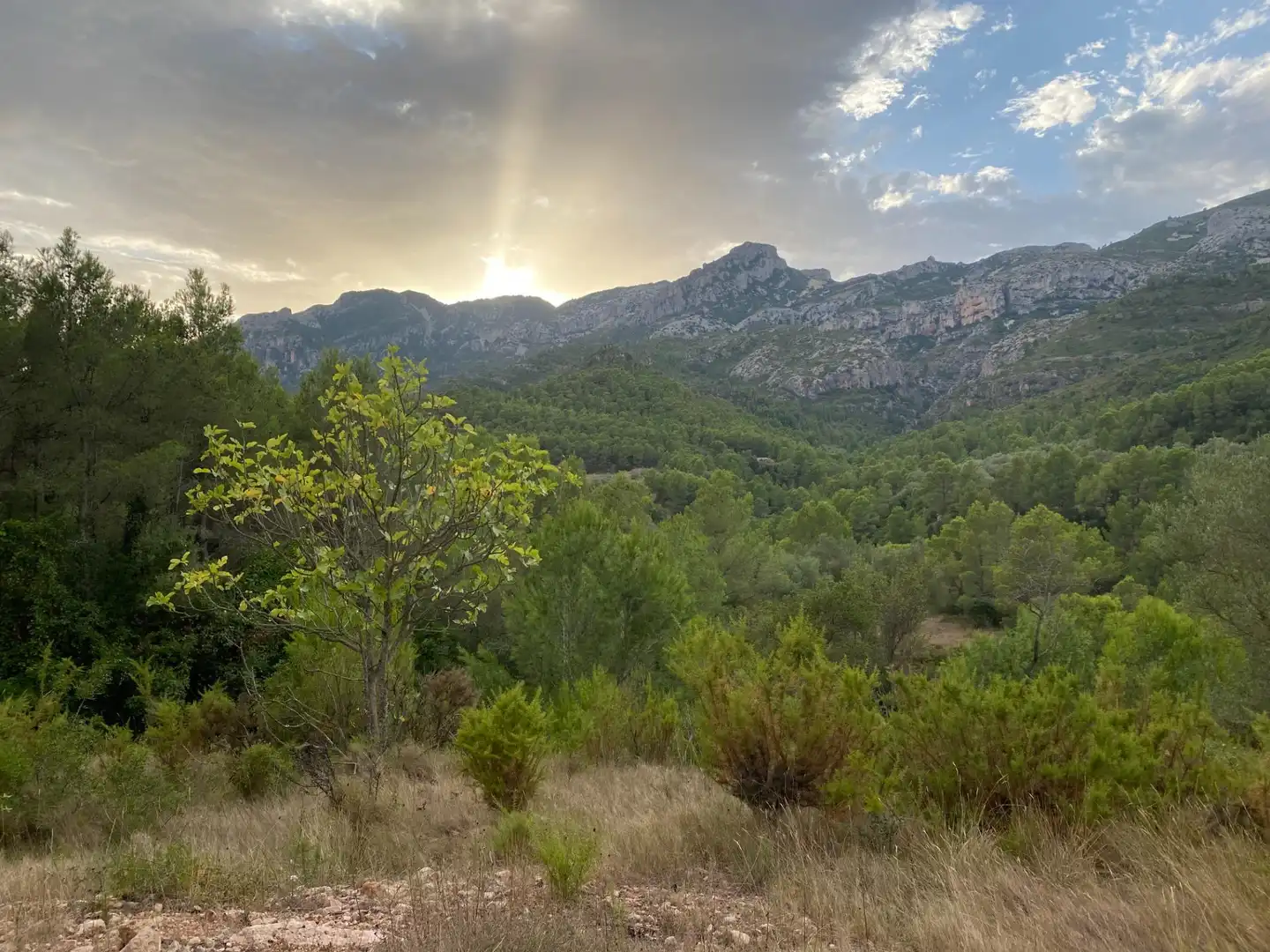 Außenansicht von Grundstücke zum Verkauf in Alfara de Carles