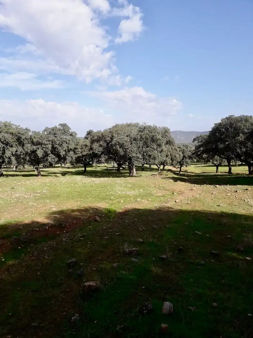 Rural land for sale in Fuente Obejuna, imagen 3