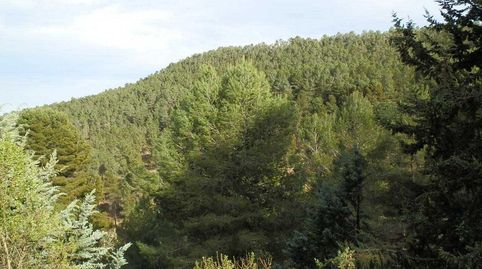 finca en venta caza mayor en Albacete, immagine 5