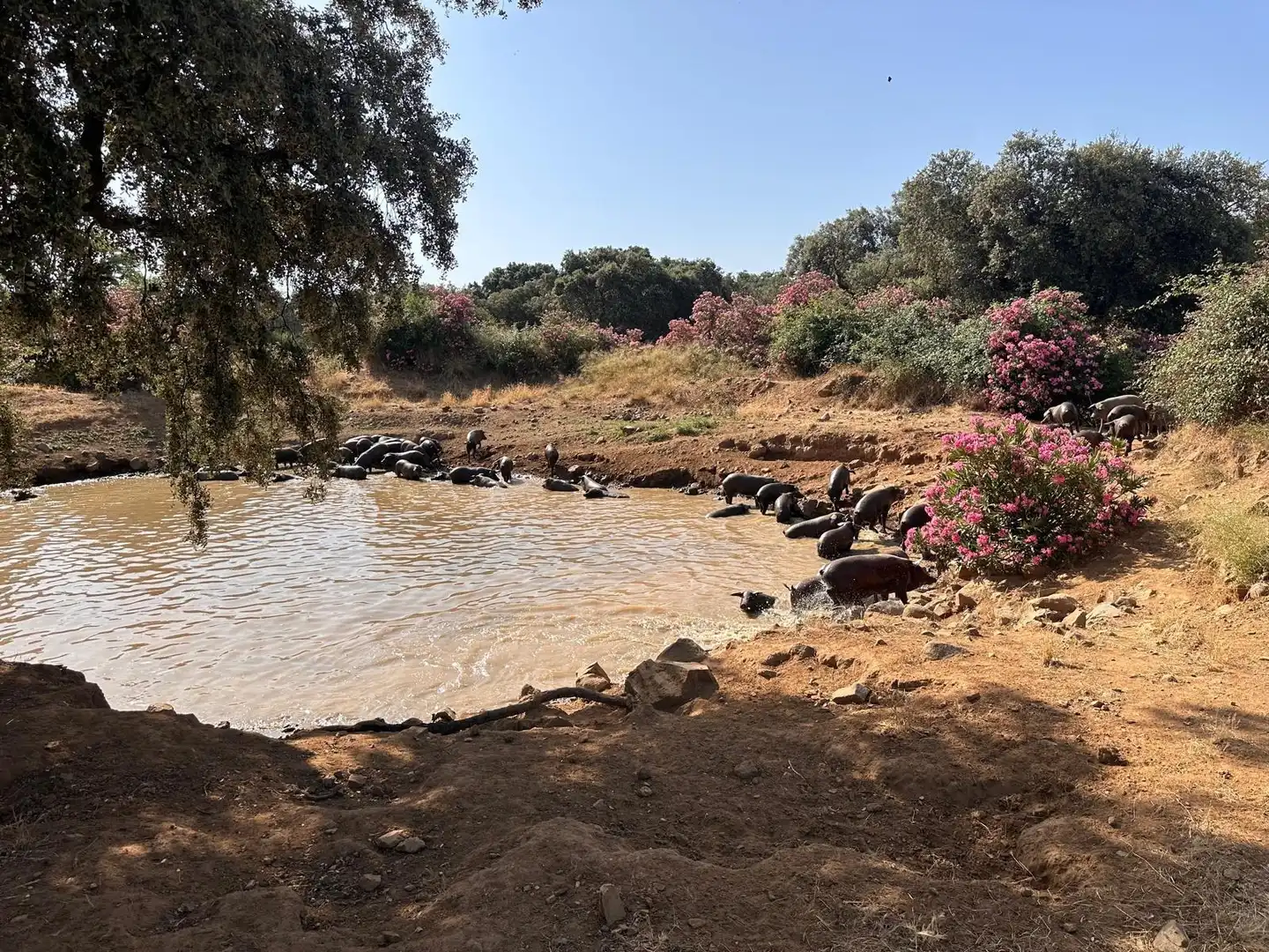 Rural land for sale in Fuente Obejuna, imagen 28
