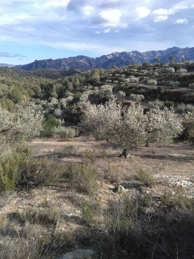 Garden of Country homes for sale in El Pinell de Brai