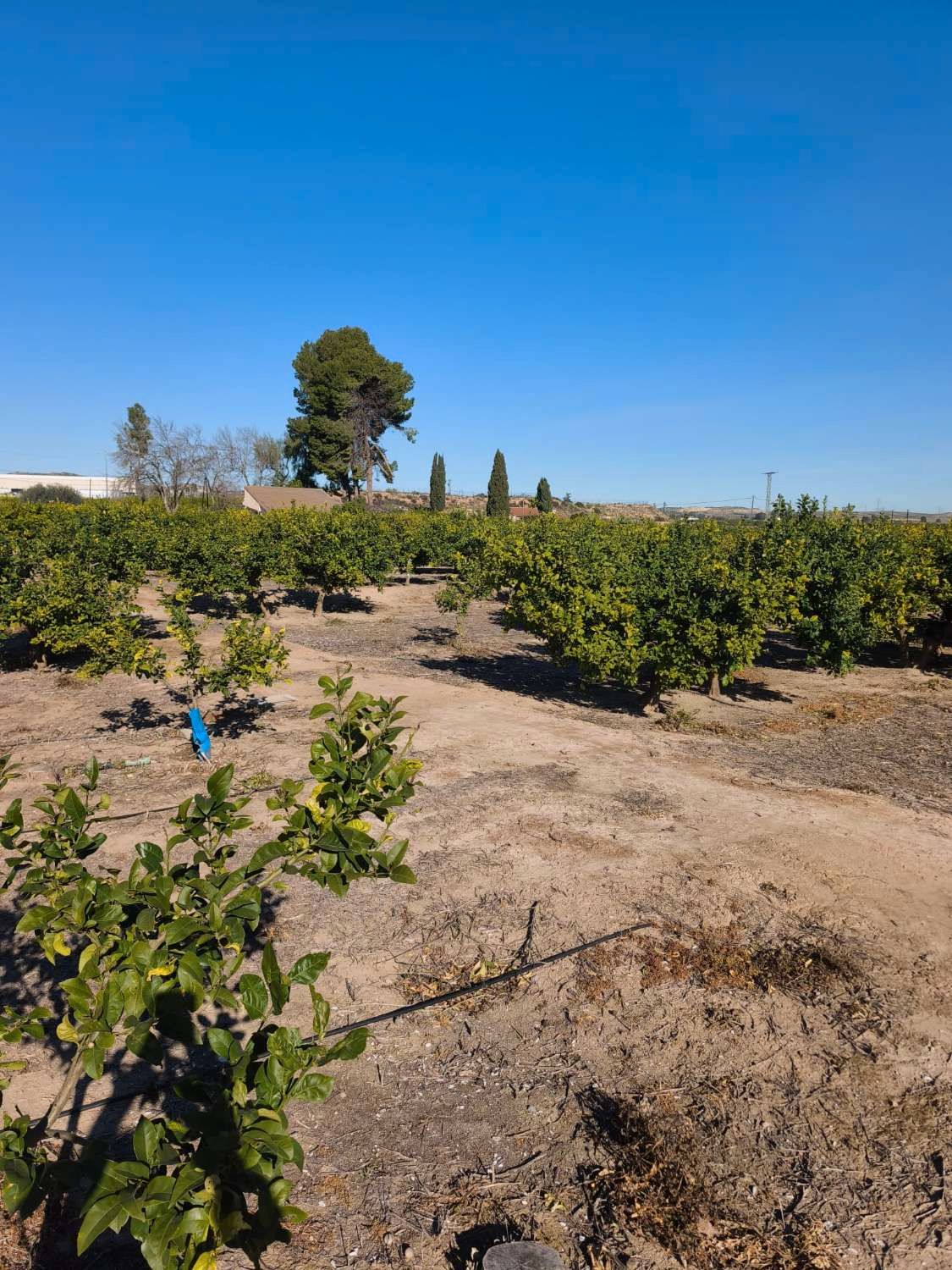 Finca rústica en venta en Librilla