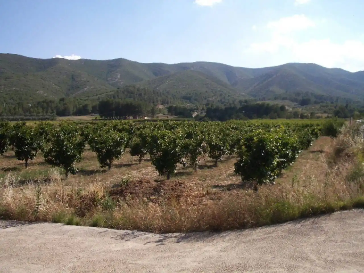 Terreny rústic en venda a Corral de Miquel
