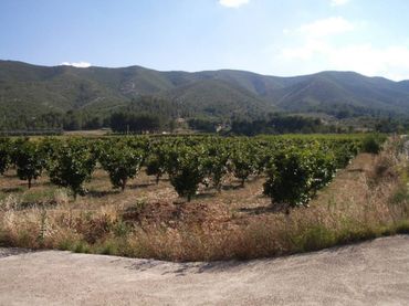 Rural land for sale in Corral de Miquel