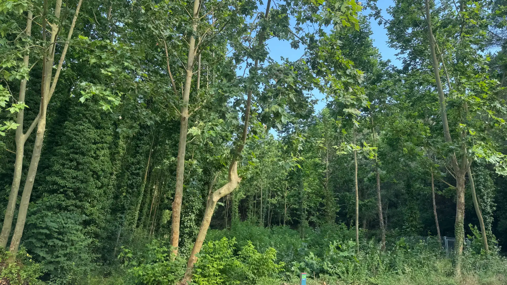 Terreny residencial en venda a Gualba, imagen 15