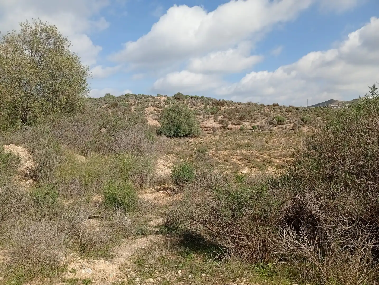 Terreny en venda a Rambla La Higuera, Albox