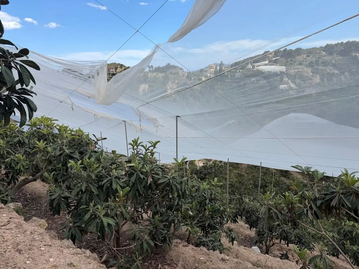 Jardín de Finca rústica en venta en Polop
