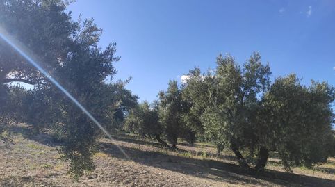 10 FANEGAS DE OLIVAR MARTEÑO
