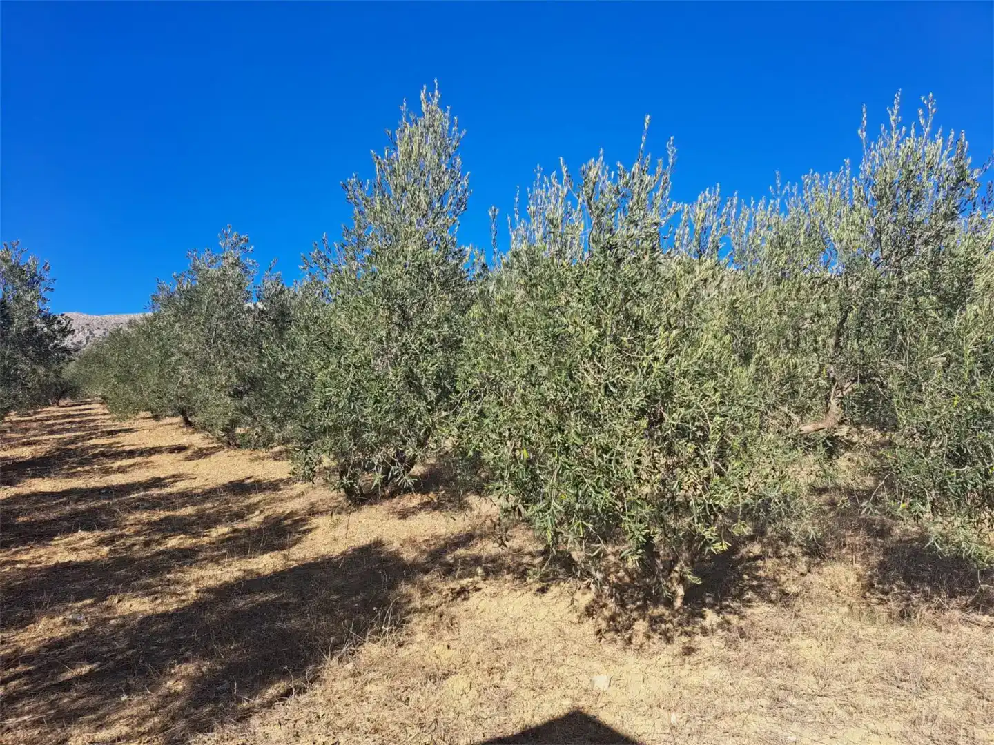 Casa o xalet en venda en Alfarnatejo