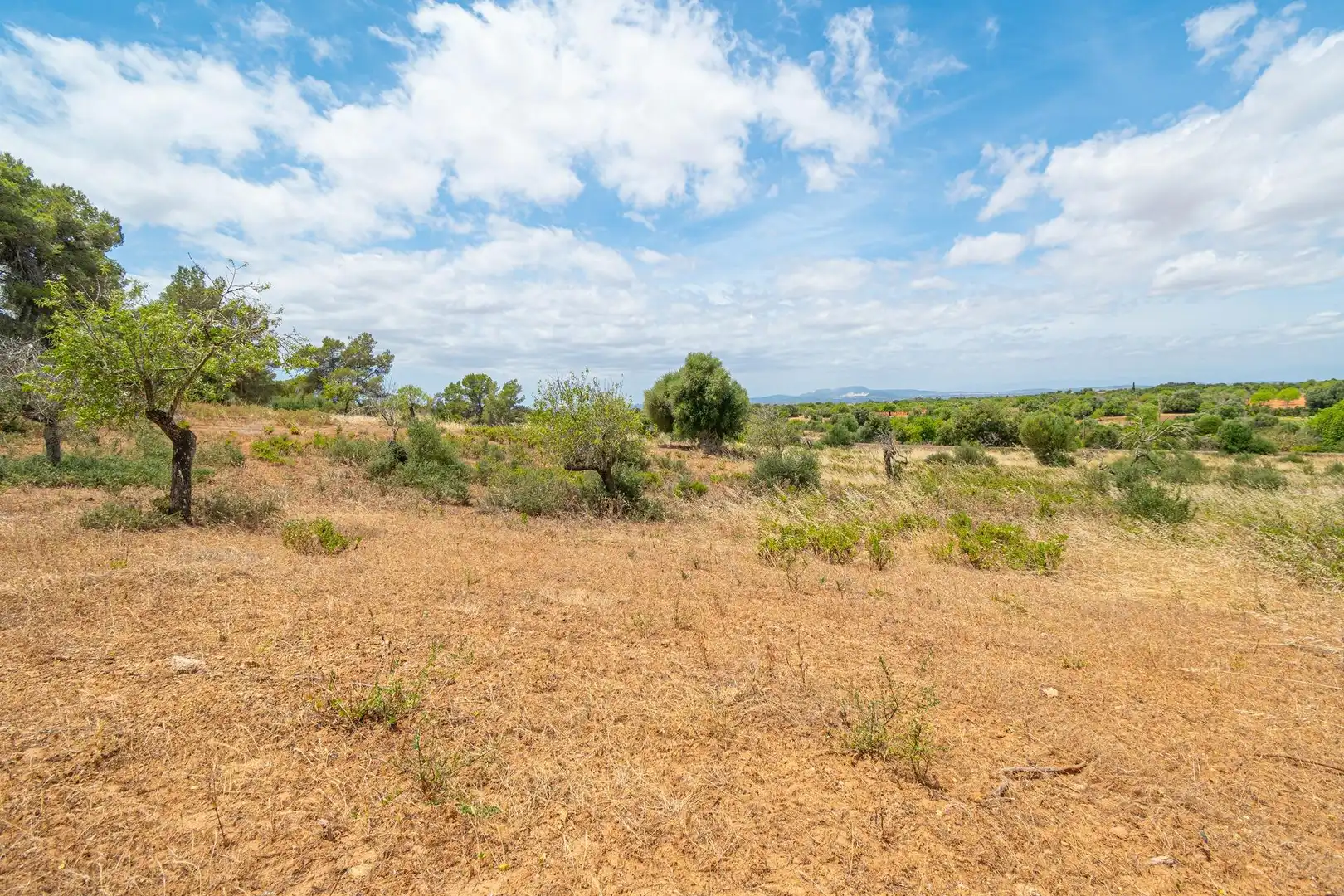 Lands and plots for sale in Felanitx Poble, imagen 15