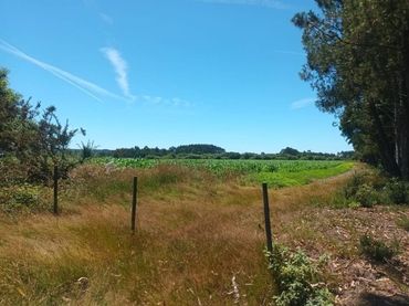 Terrain rustique à vendre à Seselle 15386
