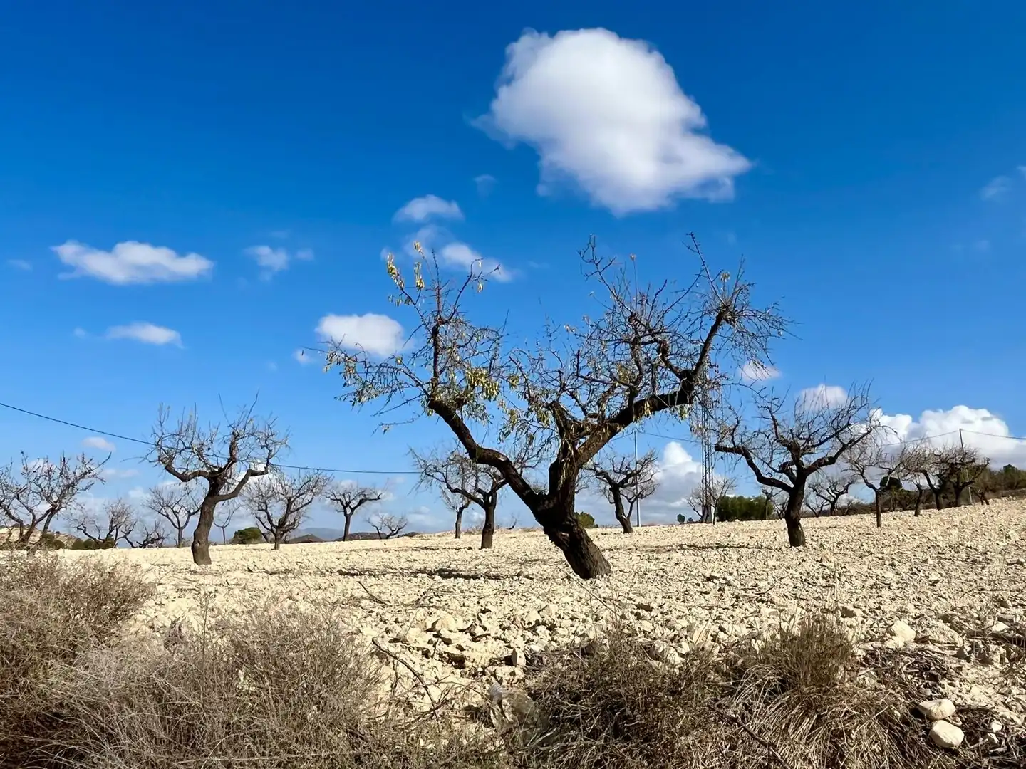 Lands and plots for sale in Bullas, imagen 16