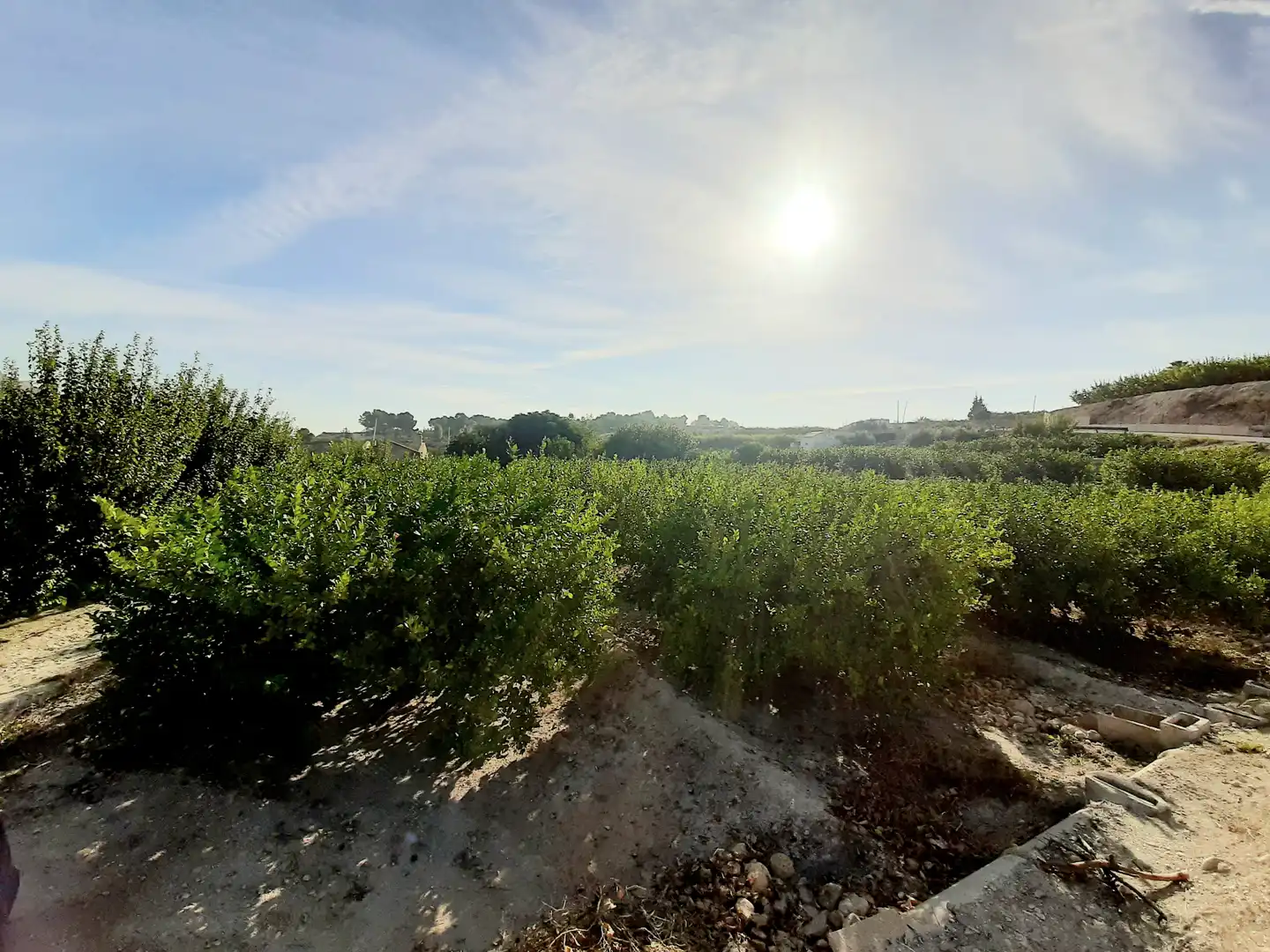 Rural land for sale in Ojós, imagen 11