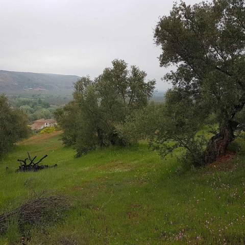 Terreno en Venta en Plaza Mayor en Villanueva del Arzobispo