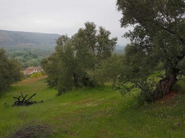 Terreno rustico in vendita a Plaza Mayor