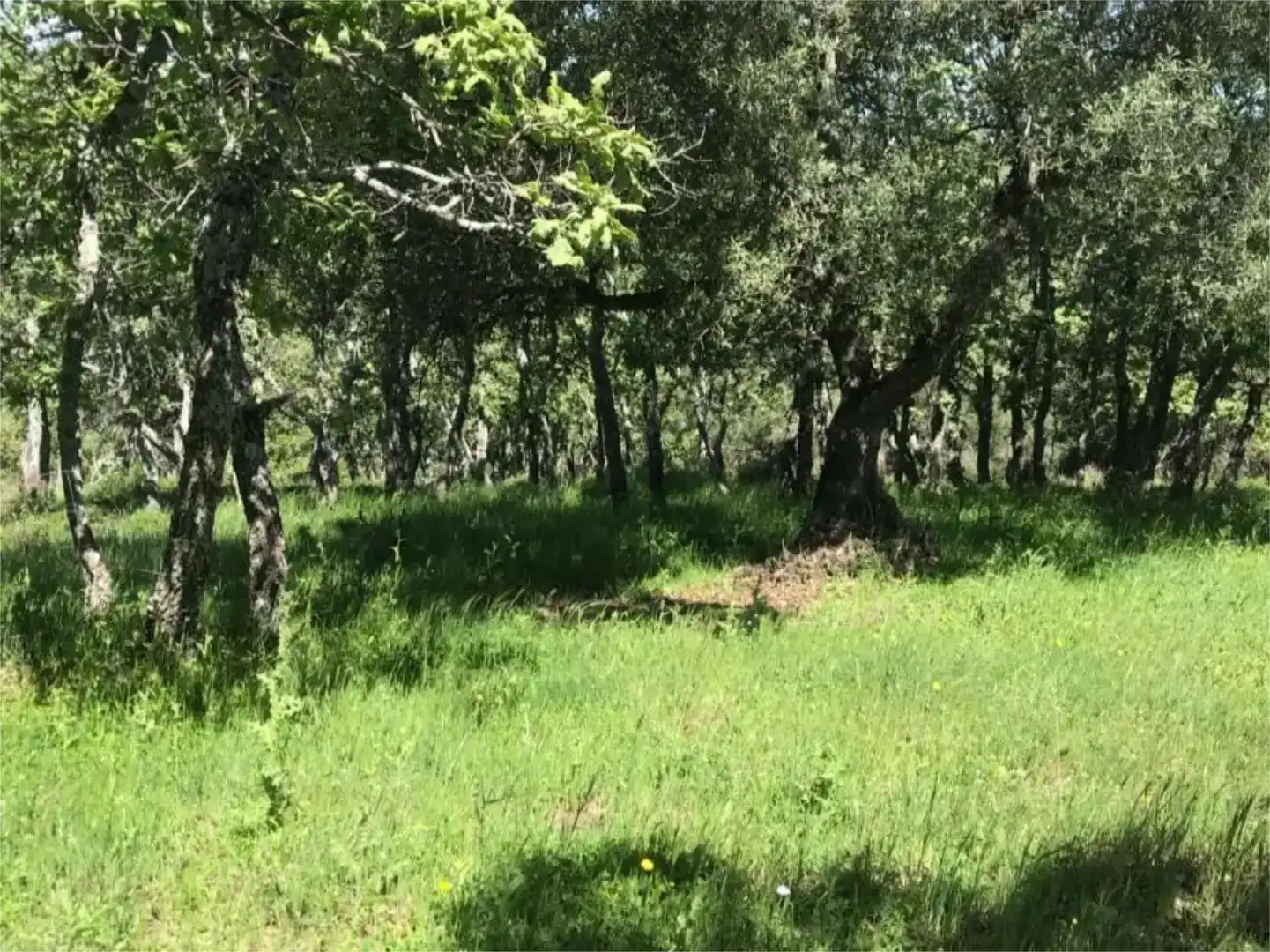Terreno en venta en Calera de León