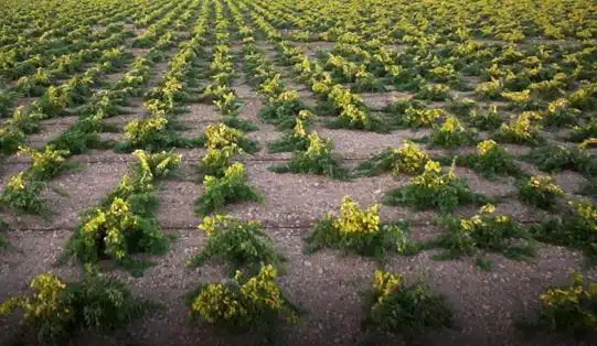 Rustikales Grundstück zum Verkauf in Terreno agricola, imagen 4