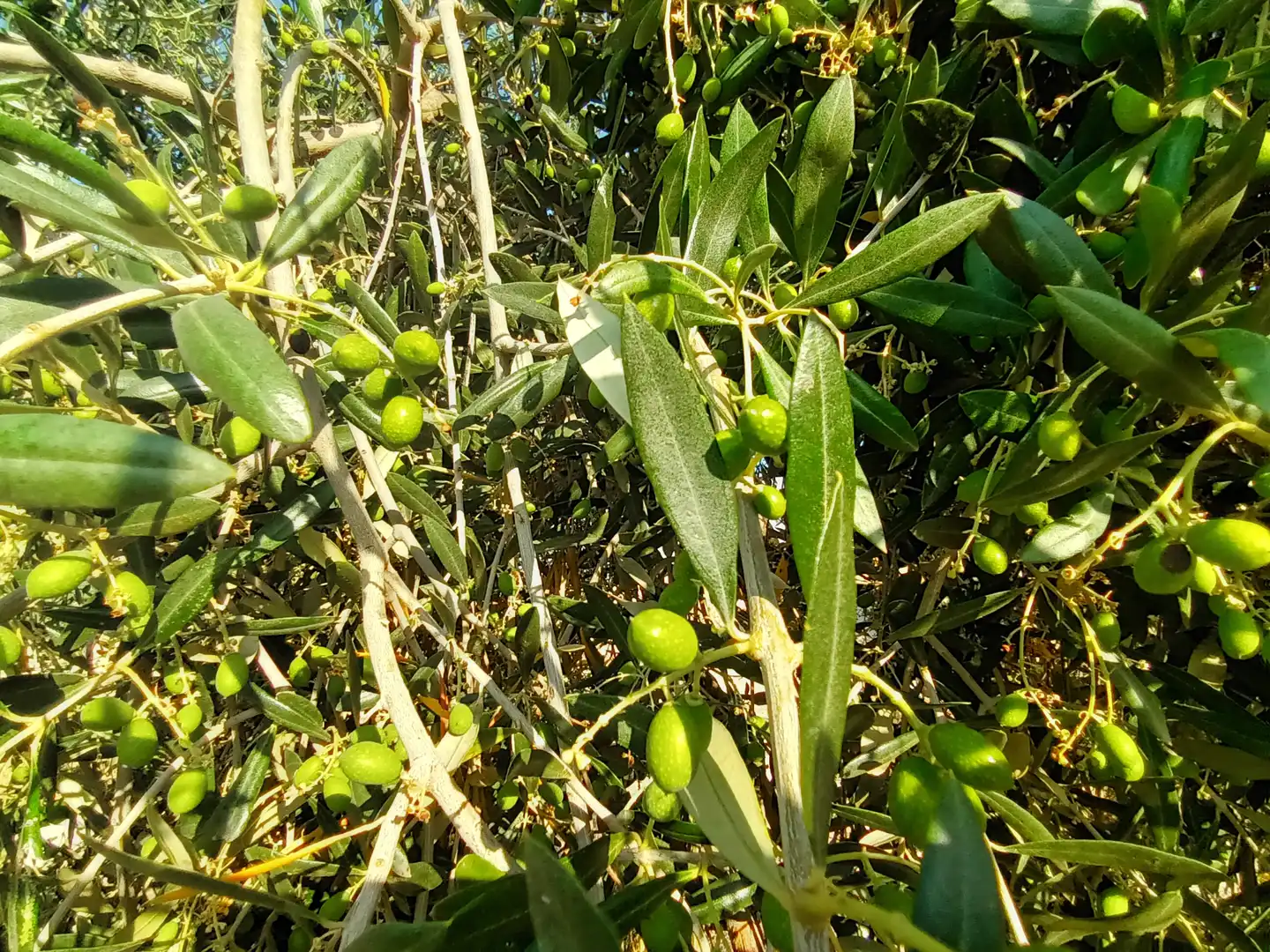 Jardín de Terreno en venta en Villacarrillo