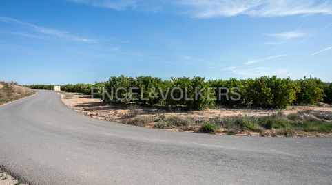 FINCA DE NARANJOS POWELL EN PLENA PRODUCCIÓN.