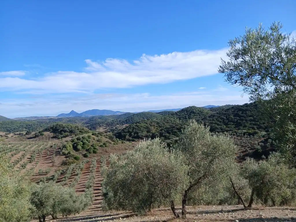 Residential for sale in Morón de la Frontera