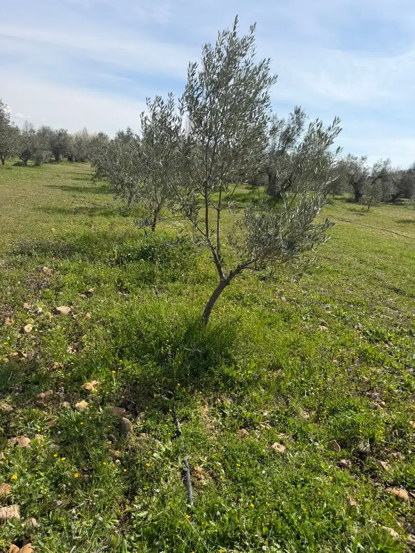 Grundstücke und Bauplätze zum Verkauf in Malagón, imagen 29