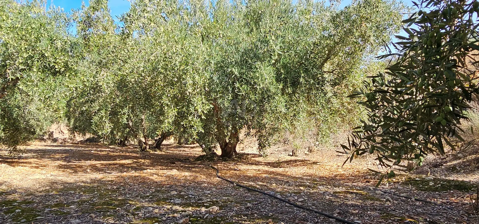Grundstücke zum Verkauf in Bentarique