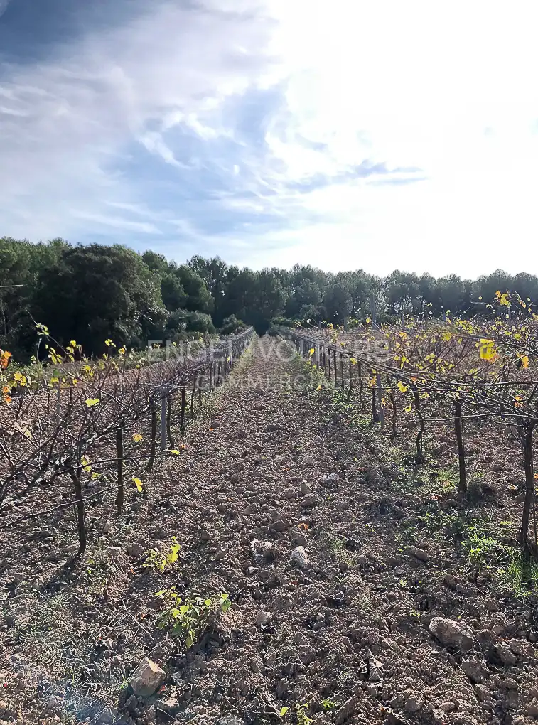 Fabrik Grundstücke zum Verkauf in Avinyonet del Penedès