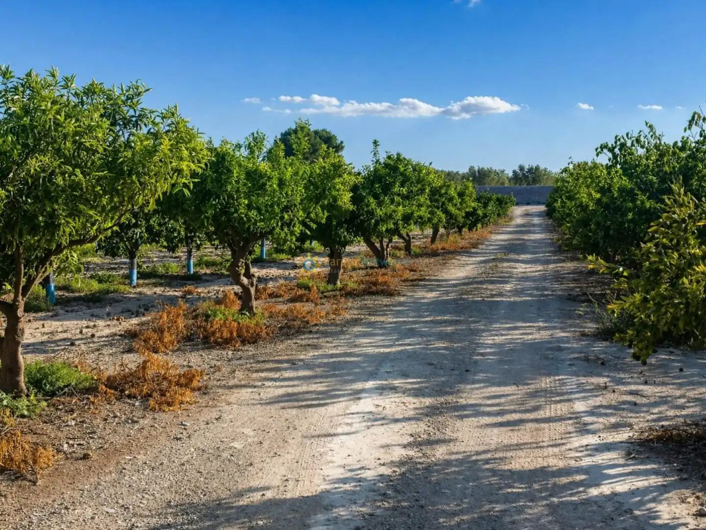 Vista exterior de Finca rústica en venta en Albaida con Jardín privado y Trastero