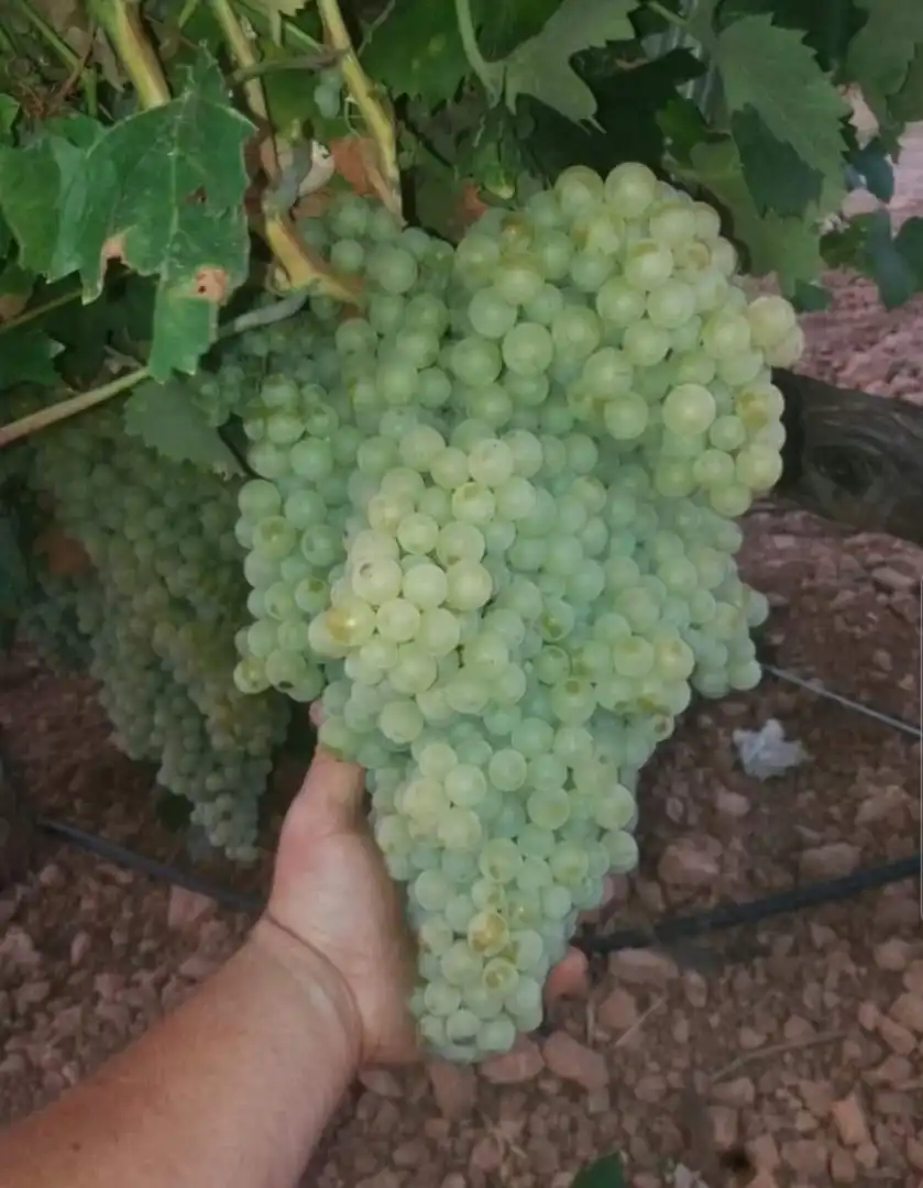 Terreno rustico in vendita a Herencia, imagen 2
