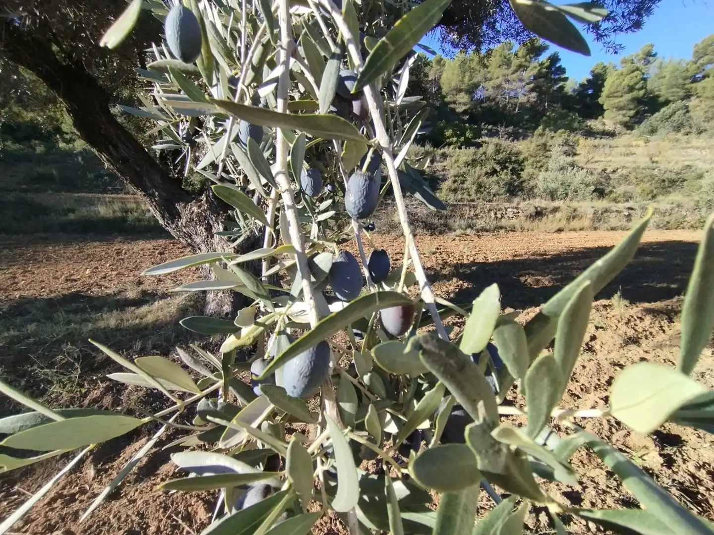 Terreni e lotti in vendita a La Fresneda, imagen 7