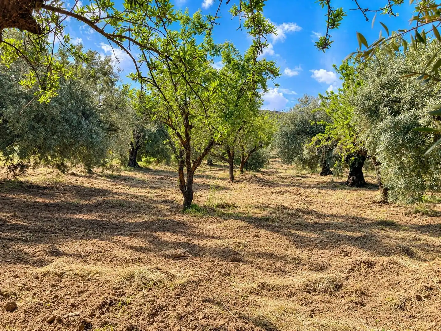 Maison rustique avec jardin à vendre à Carretera Fuente del Lobo Poligono, imagen 8