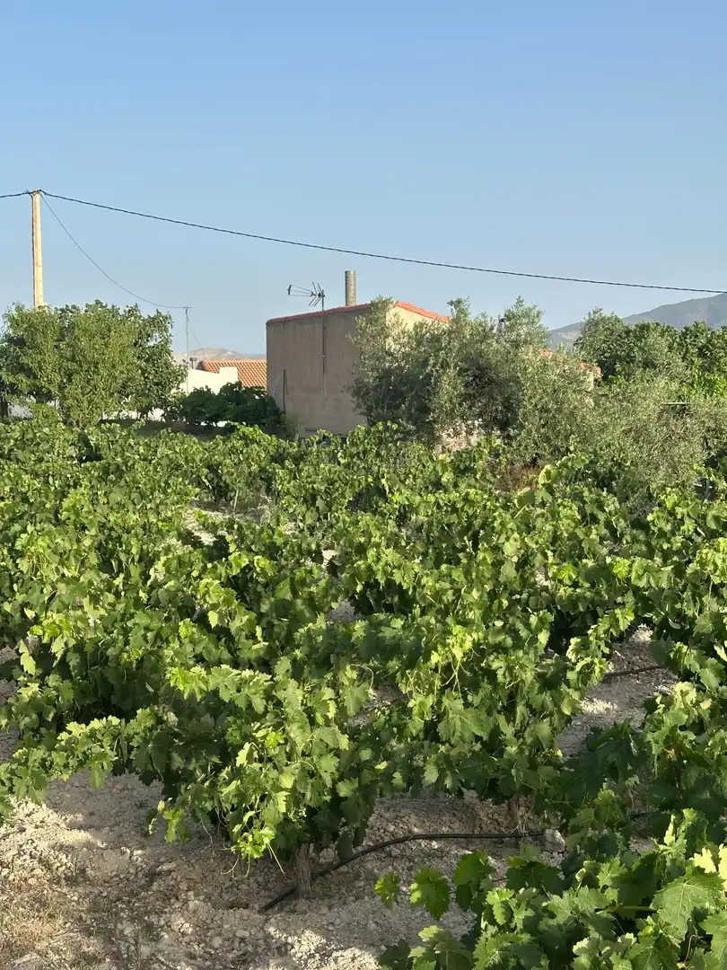 Finca rústica en venta en Somontín