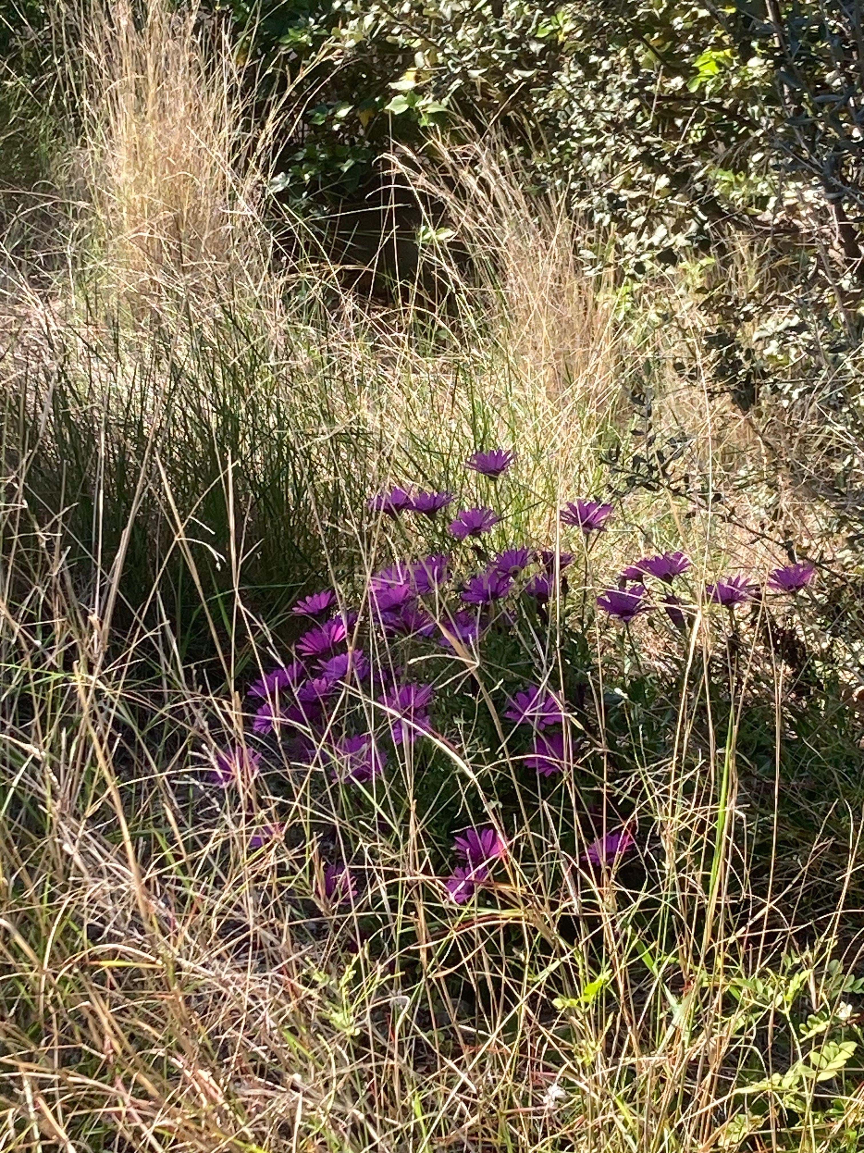 Garten von Residential zum verkauf in Rubí