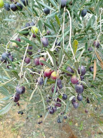 Terreno residencial en Venta en Campillos