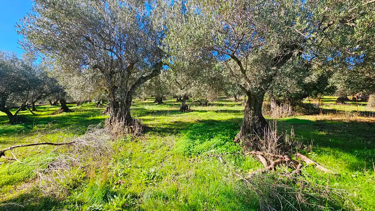 Terreno en venta en Higuera de la Sierra