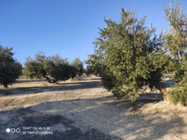 Terreno en Venta en TERMINO DE LUQUE en Luque
