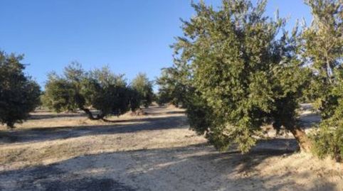 OLIVAR ENTRE LUQUE Y ALBENDIN