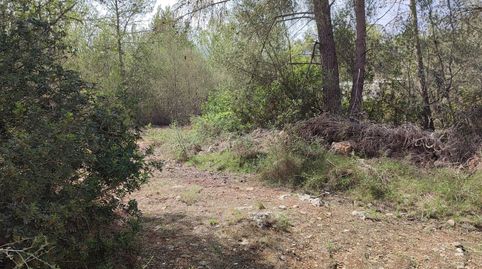 Pinar de 3048 m2 con acceso desde 2 caminos, immagine 2