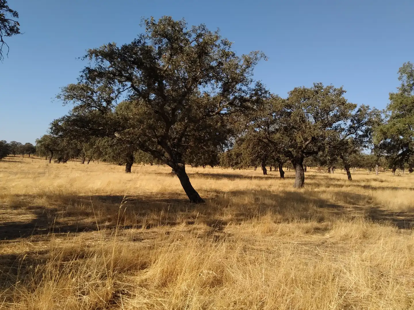 Terreno rustico in vendita a Villanueva de Córdoba, imagen 2