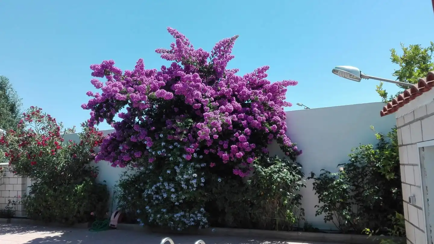 Jardín de Casa o chalet en venta en Puebla de Sancho Pérez