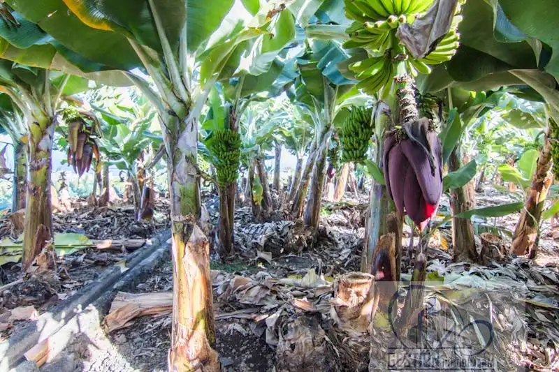Jardín de Finca rústica en venta en Puerto de la Cruz