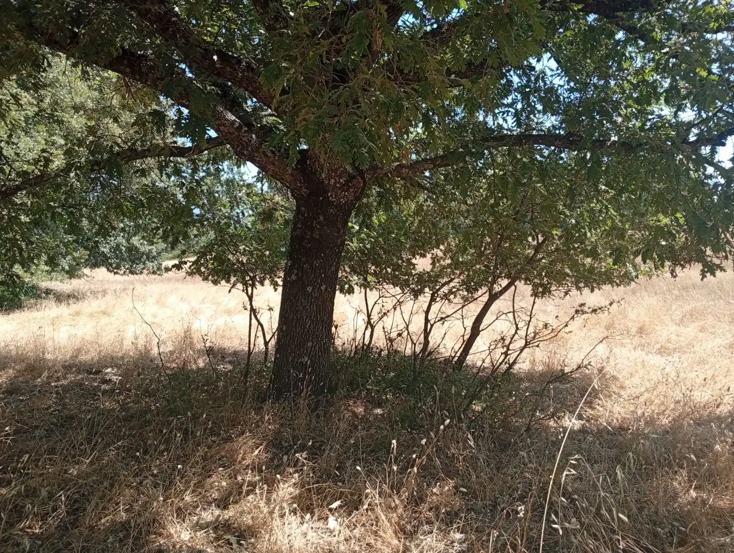 Terreni e lotti in vendita a Villanueva de la Vera, imagen 16