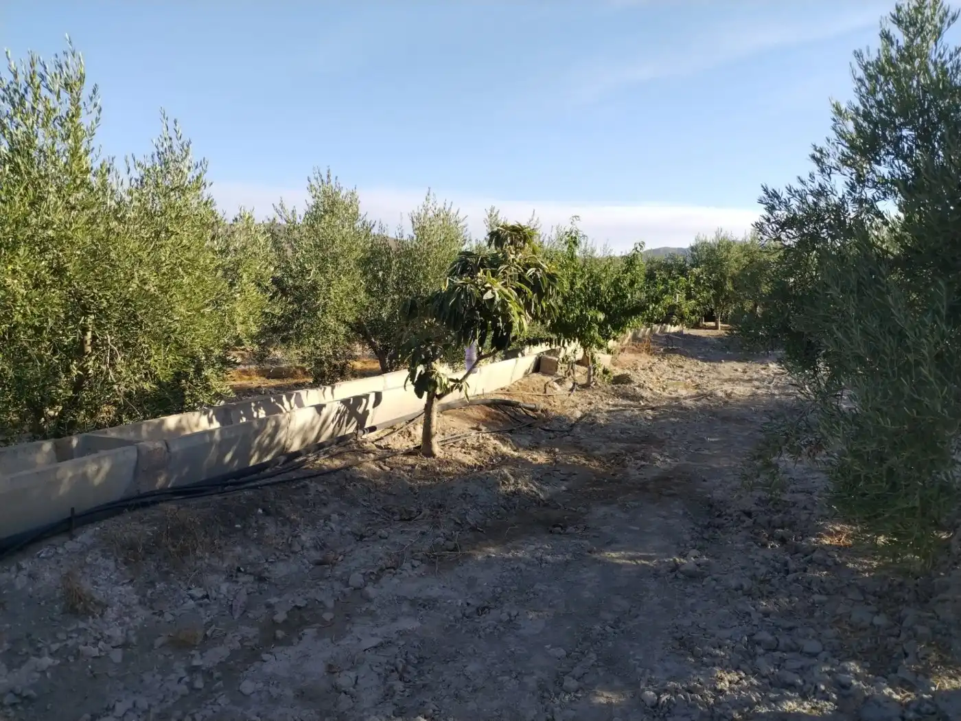 Terreny rústic en venda a Puerto Lumbreras, imagen 16