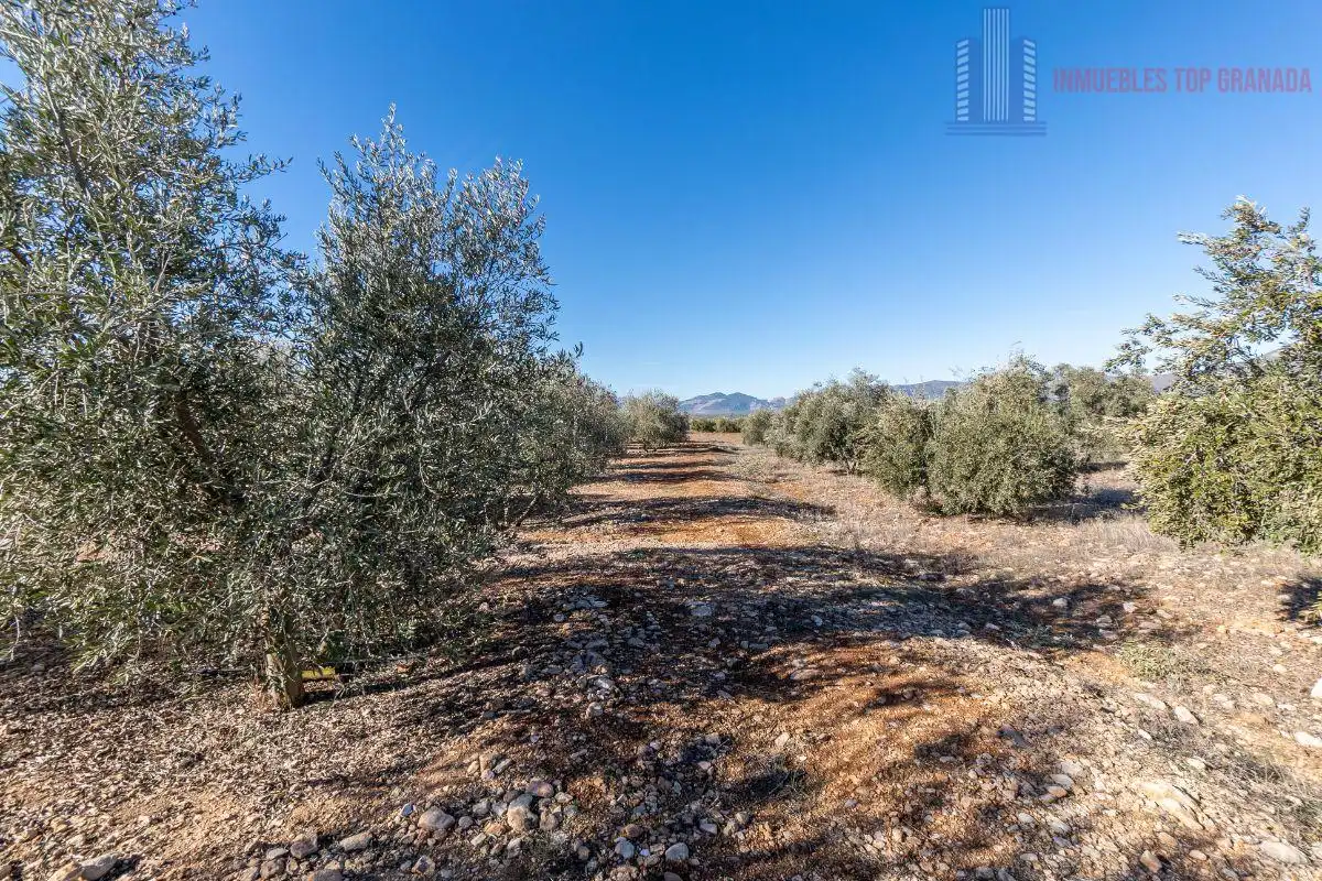 Terreni e lotti in vendita a Pago cortijo de las Monjas Parcela 19, imagen 3