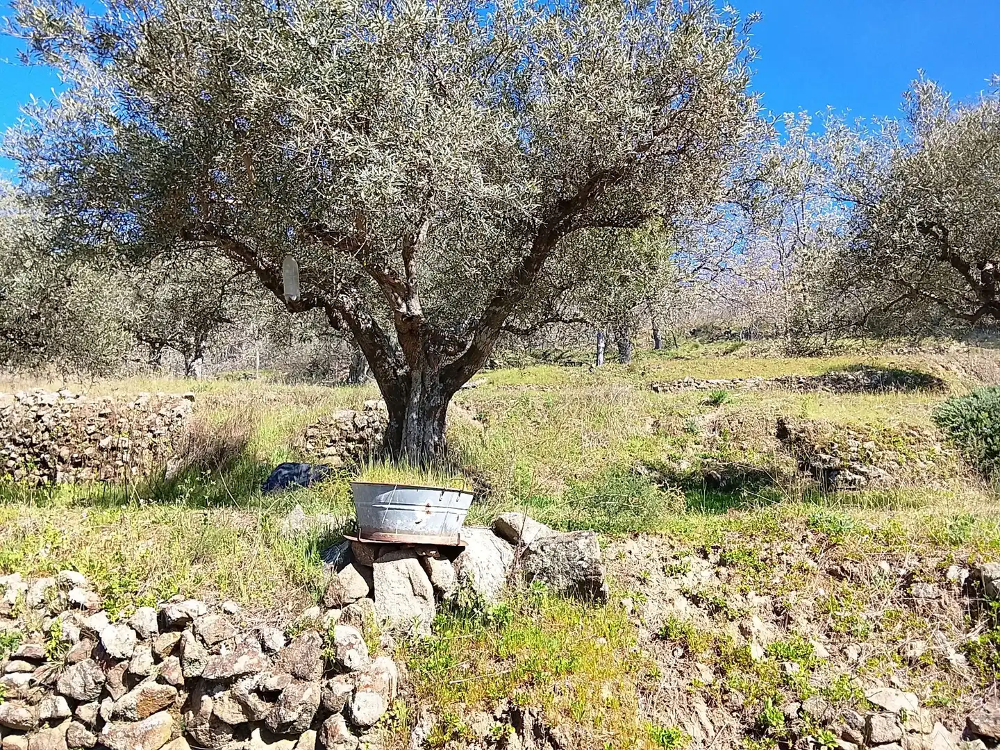 Terreni e lotti in vendita a Candeleda, imagen 37