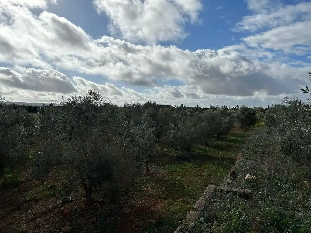 Rural land for sale in Sa Pobla, imagen 10